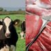 Pak-China Boost Livestock Trade Cooperation