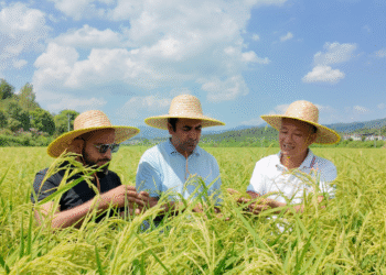 Honglian Rice Boosts Pakistan’s Farming