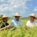 Honglian Rice Boosts Pakistan’s Farming