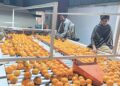 Pakistan Targets China Retail Market for Kinnow
