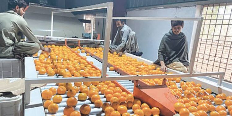 Pakistan Targets China Retail Market for Kinnow