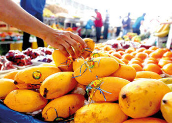 Pakistani Mangoes Reach Xinjiang by Land