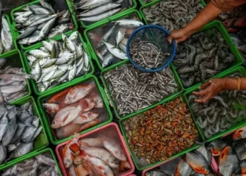 Pakistan Seafood Exports Cross $500m for First Time
