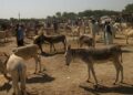 81 Tons of Donkey Products Exported to China