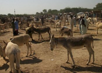 81 Tons of Donkey Products Exported to China