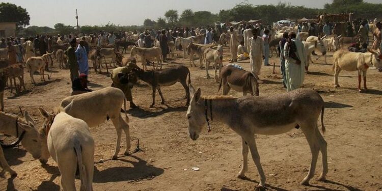 81 Tons of Donkey Products Exported to China