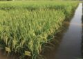 Pakistan’s Rice Exports to China Could Open a Bigger Door for Agricultural Growth