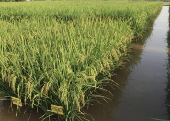 Pakistan’s Rice Exports to China Could Open a Bigger Door for Agricultural Growth