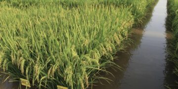 Pakistan’s Rice Exports to China Could Open a Bigger Door for Agricultural Growth