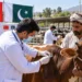 China Boosts Pakistan Livestock Disease Control